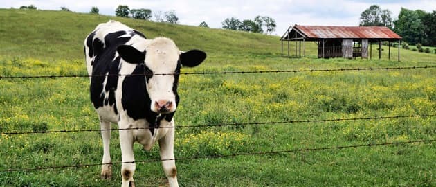 French football team ship 20 goals after goalkeeper legs it to look after calving cow French football team ship 20 goals after goalkeeper legs it to look after calving cow