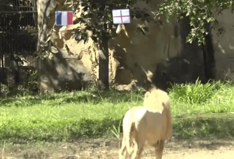 Psychic lion predicts outcome of England vs France World Cup clash Psychic lion predicts outcome of England vs France World Cup clash