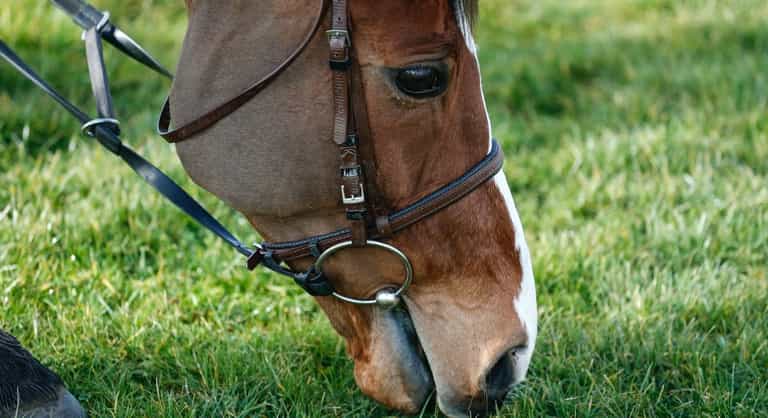 How well do you know your Cheltenham Festival history? How well do you know your Cheltenham Festival history?