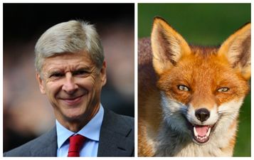 VIDEO: A fox on the pitch gatecrashes deadline day at the Emirates