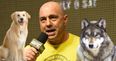 Joe Rogan hilariously describes the difference between fighting a wolf and a dog