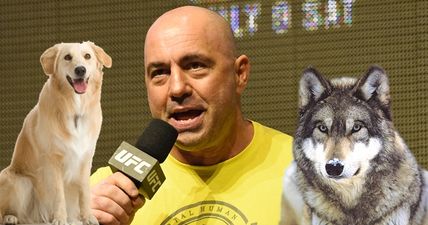 Joe Rogan hilariously describes the difference between fighting a wolf and a dog